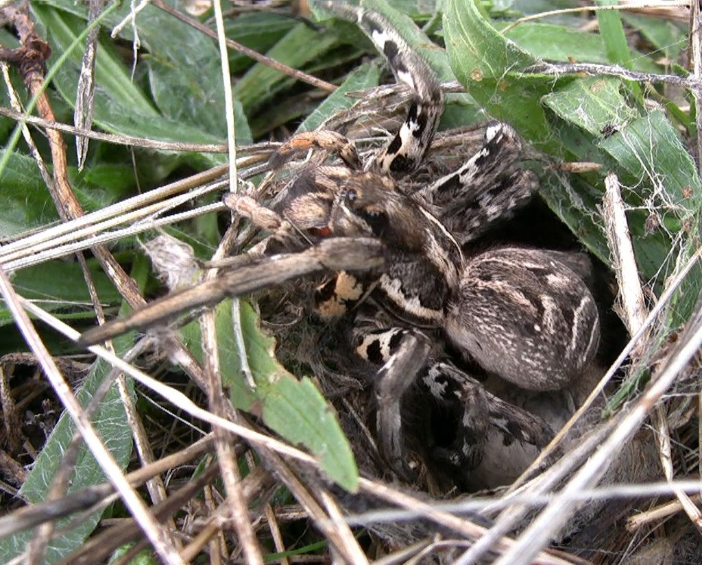 Lycosa tarantula con ovisacco - S. G. Rotondo (FG)